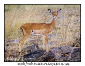 Impala, female