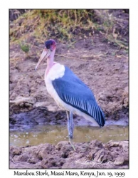 Marabou Stork