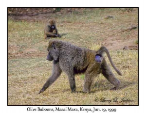 Olive Baboons