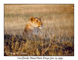 Lion, female