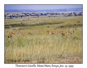 Thomson's Gazelle