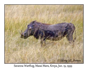 Savanna Warthog