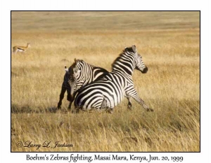 Plains Zebra, fighting