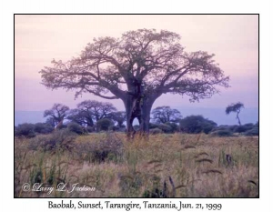 Sunset Baobab