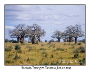 Baobabs