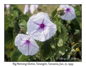 Big Morning Glories