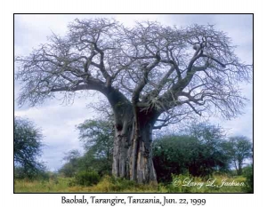 Baobab