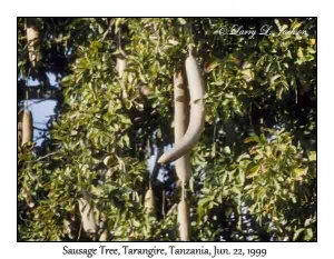 Sausage Tree