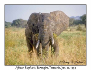 African Elephant