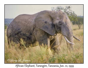 African Elephant