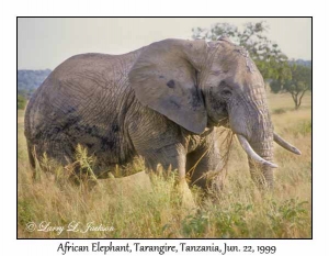 African Elephant