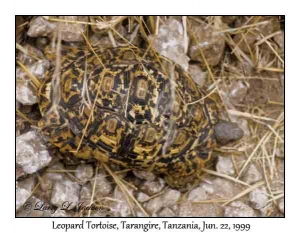 Leopard Tortoise