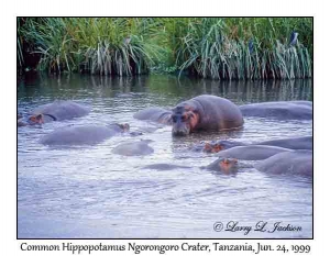 Common Hippopotamus