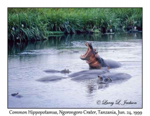 Common Hippopotamus