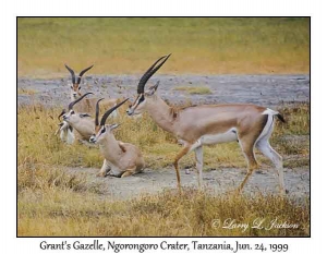 Grant's Gazelle