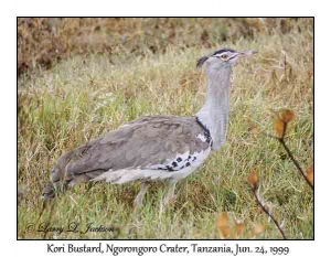 Kori Bustard