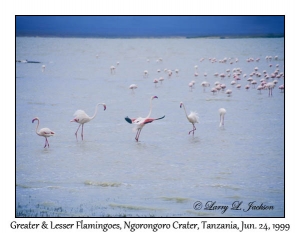 Greater & Lesser Flamingos