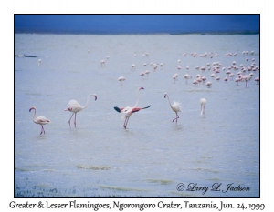 Greater & Lesser Flamingos