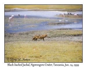 Black-backed Jackal