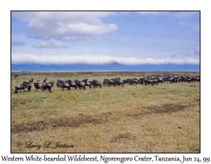 Western White-bearded Wildebeest