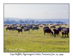 Cape Buffalo