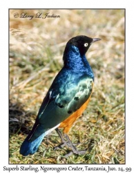 Superb Starling