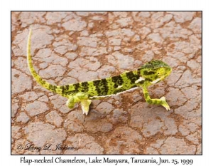 Flap-necked Chameleon