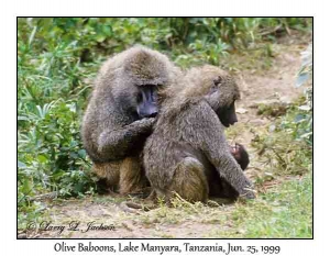 Olive Baboons