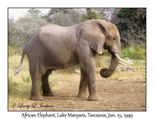 African Elephant