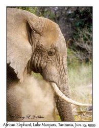 African Elephant Bull