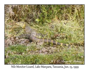 Nile Monitor Lizard