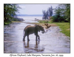 African Elephant Bull