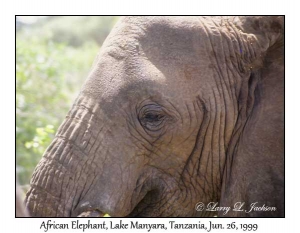 African Elephant