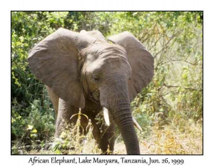 African Elephant