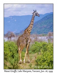 Maasai Giraffe