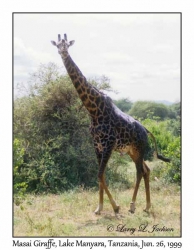 Masai Giraffe