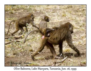 Olive Baboons