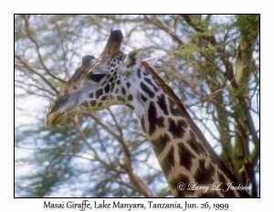 Masai Giraffe