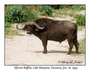 African Buffalo Bull