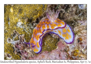 Undescribed Hypselodoris species