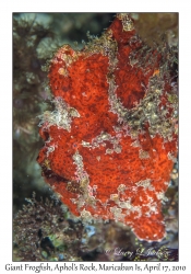 Giant Frogfish