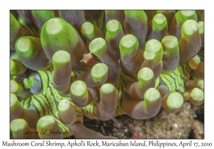 Mushroom Coral Shrimp