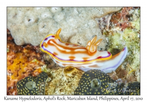 Kaname Hypselodoris