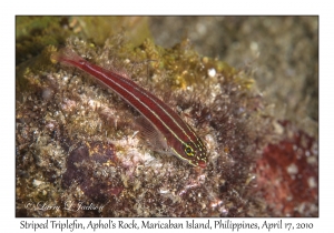 Striped Triplefin