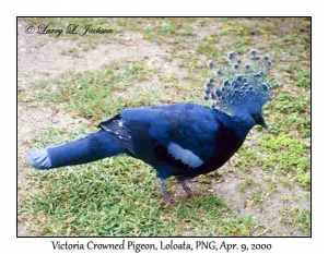 Victoria Crowned Pigeon