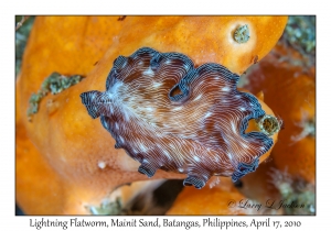 Lightning Flatworm