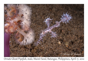 Ornate Ghost Pipefish