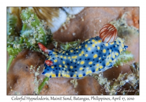 Colorful Hypselodoris