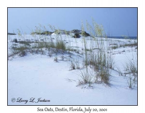 Sea Oats