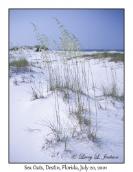 Sea Oats